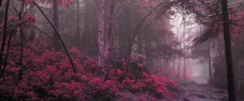 迷雾红叶森林意境壁纸 3840×1600 缩略图