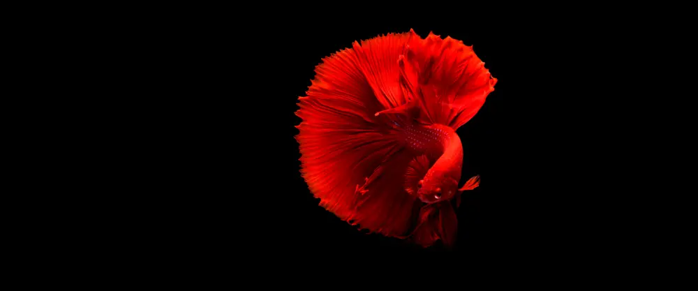 中国红斗鱼壁纸 3840×1600