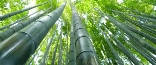 仰望翠绿竹林壁纸 盎然生机满屏 3840×1600 缩略图