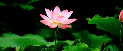 粉色荷花盛开荷塘壁纸 3840×1600 缩略图