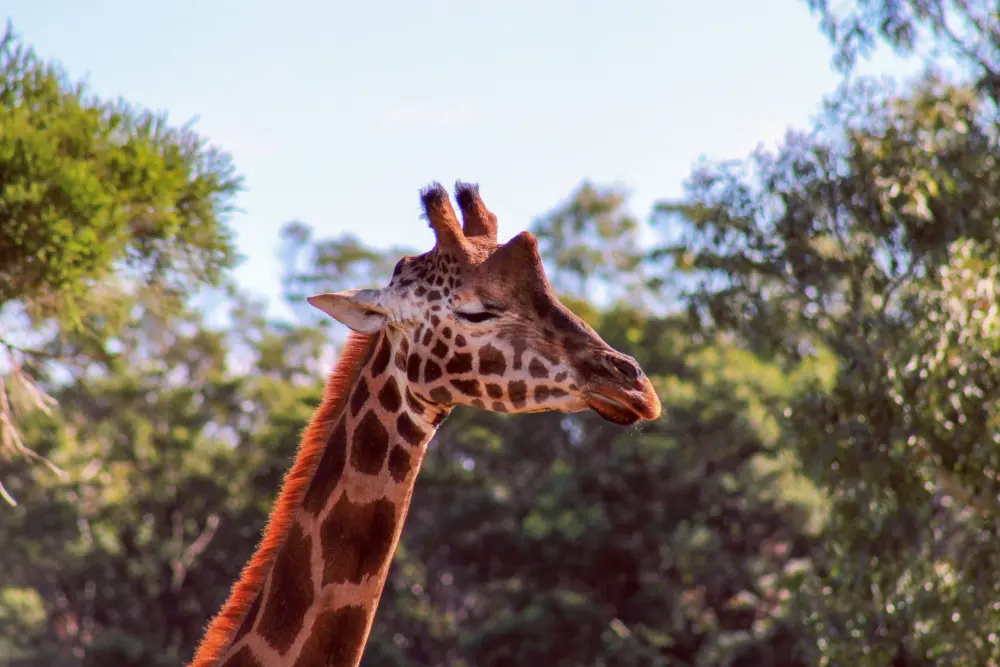 可爱长颈鹿头像特写 1500×1000