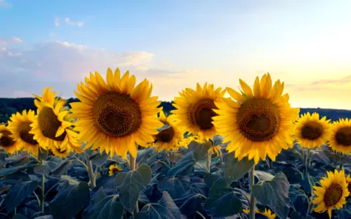 金色向日葵田园风光壁纸 5120×3200 缩略图