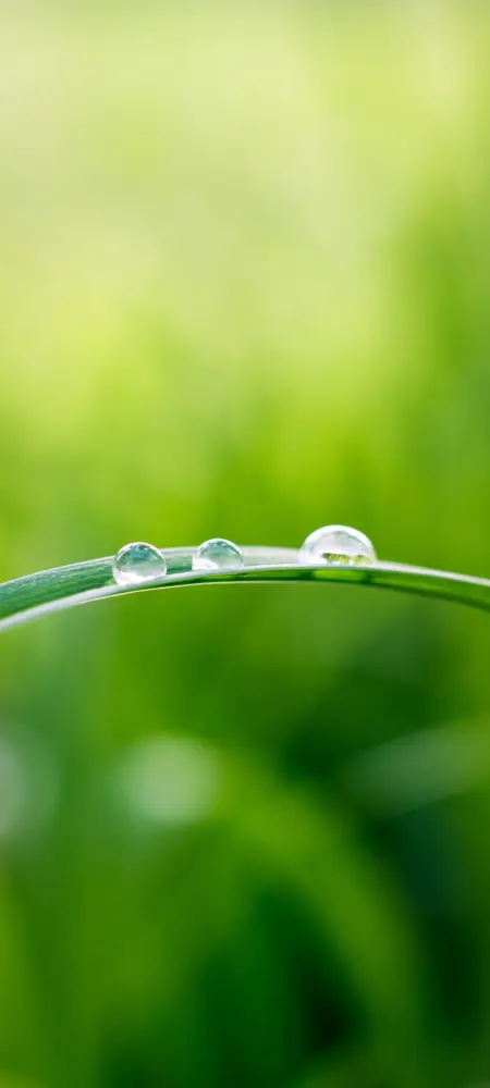 绿叶晶莹露珠手机壁纸 1080×2400