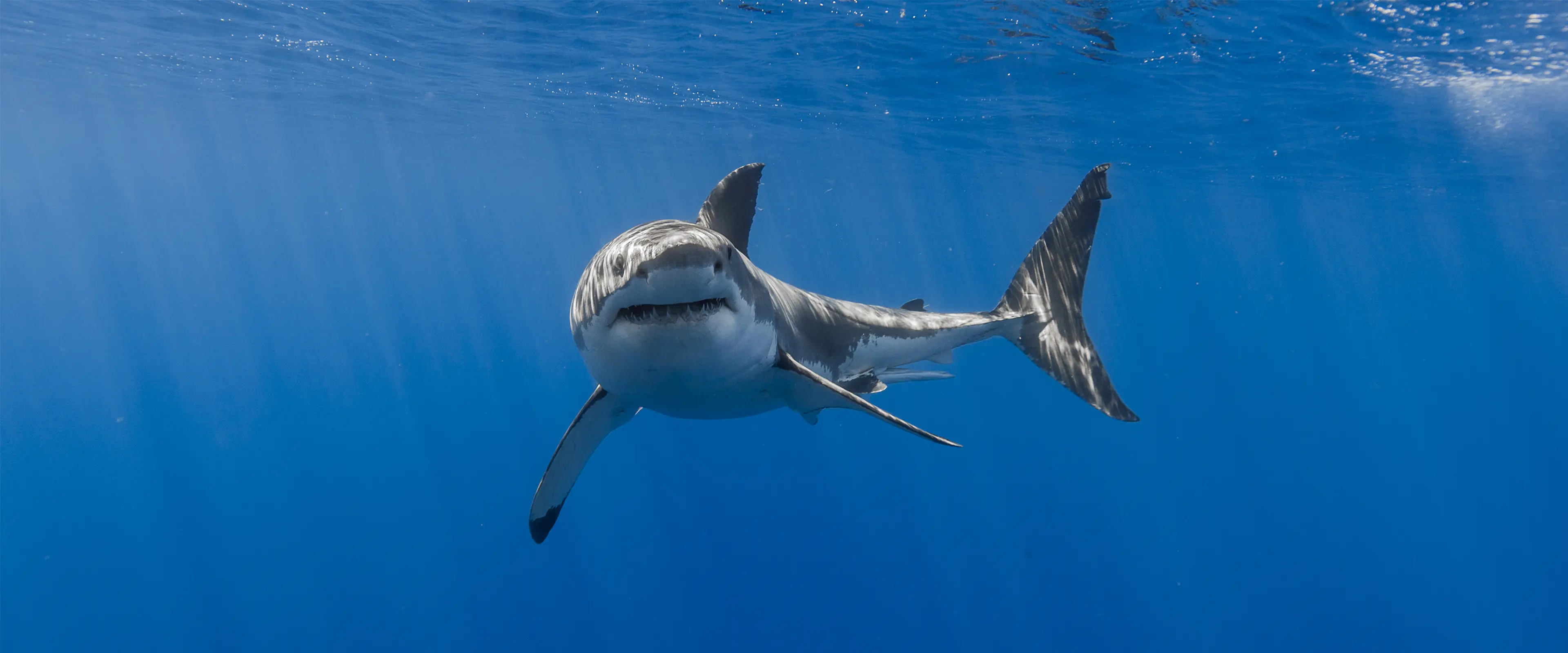 深海巨鲨壁纸 3840×1600 预览图