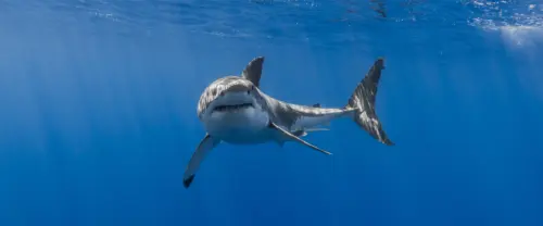 深海巨鲨壁纸 3840×1600 缩略图