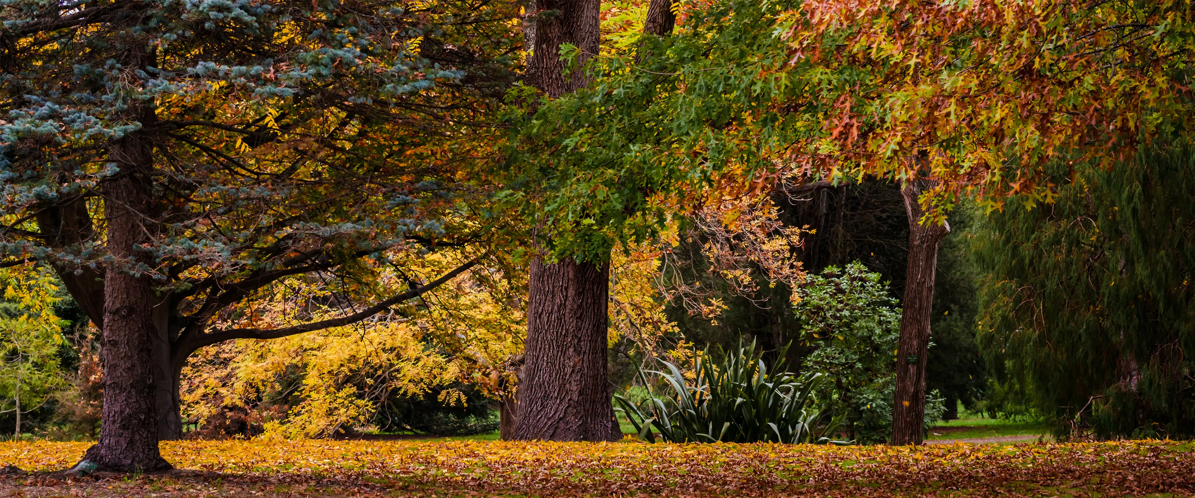 秋日公园落叶树木风景壁纸 3840×1600 预览图