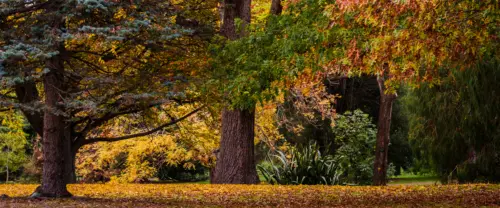 秋日公园落叶树木风景壁纸 3840×1600 缩略图