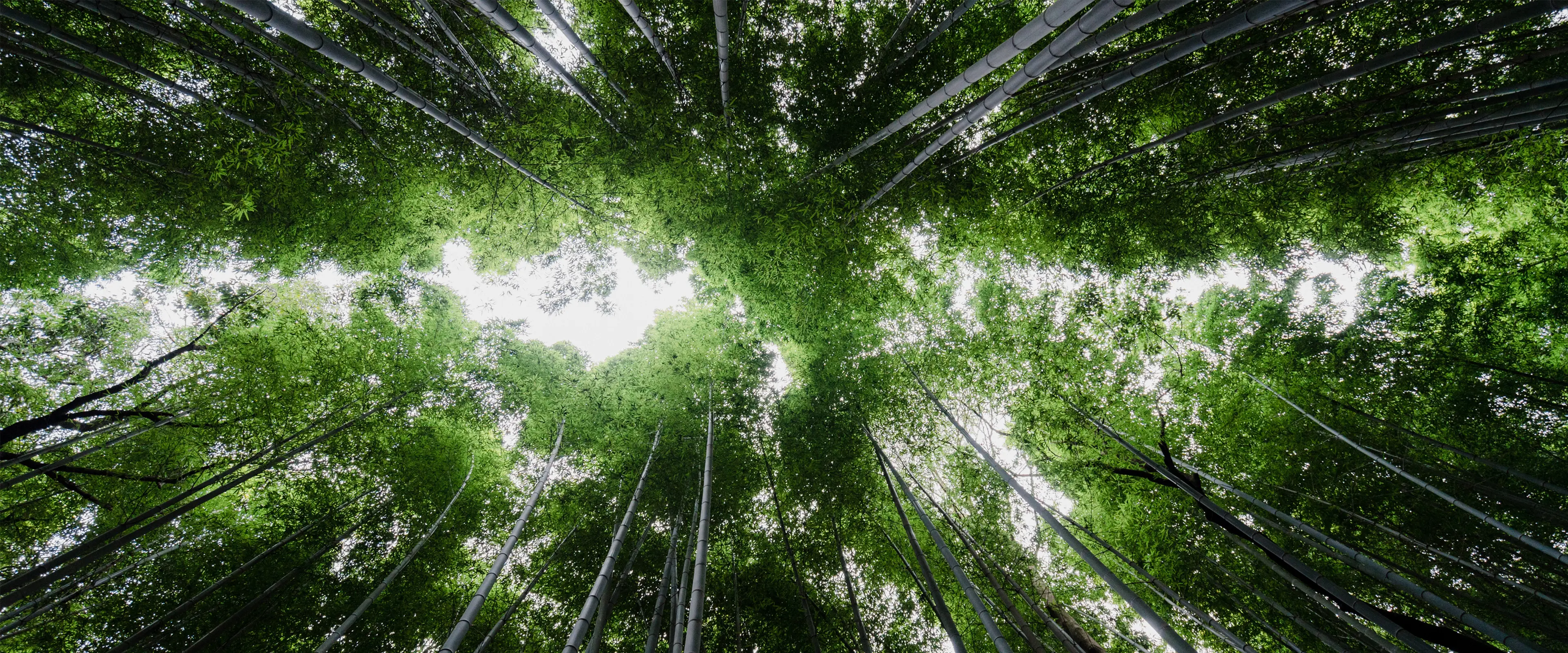 仰望葱郁竹林壁纸 3840×1600 预览图