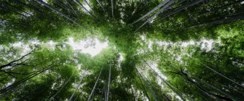 仰望葱郁竹林壁纸 3840×1600 缩略图
