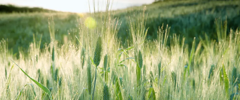 阳光麦田清新自然壁纸 3840×1600